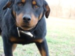 Champ the Rottweiler